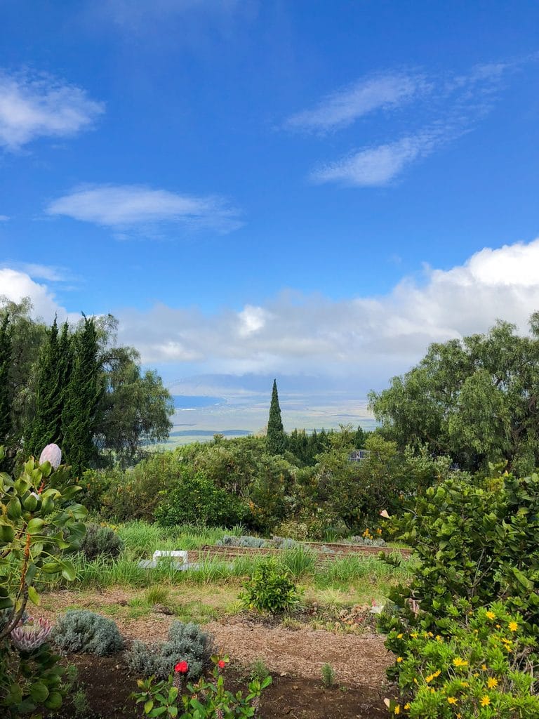 A view from Ali'i Kula Lavendar Farm on a gorgeous day