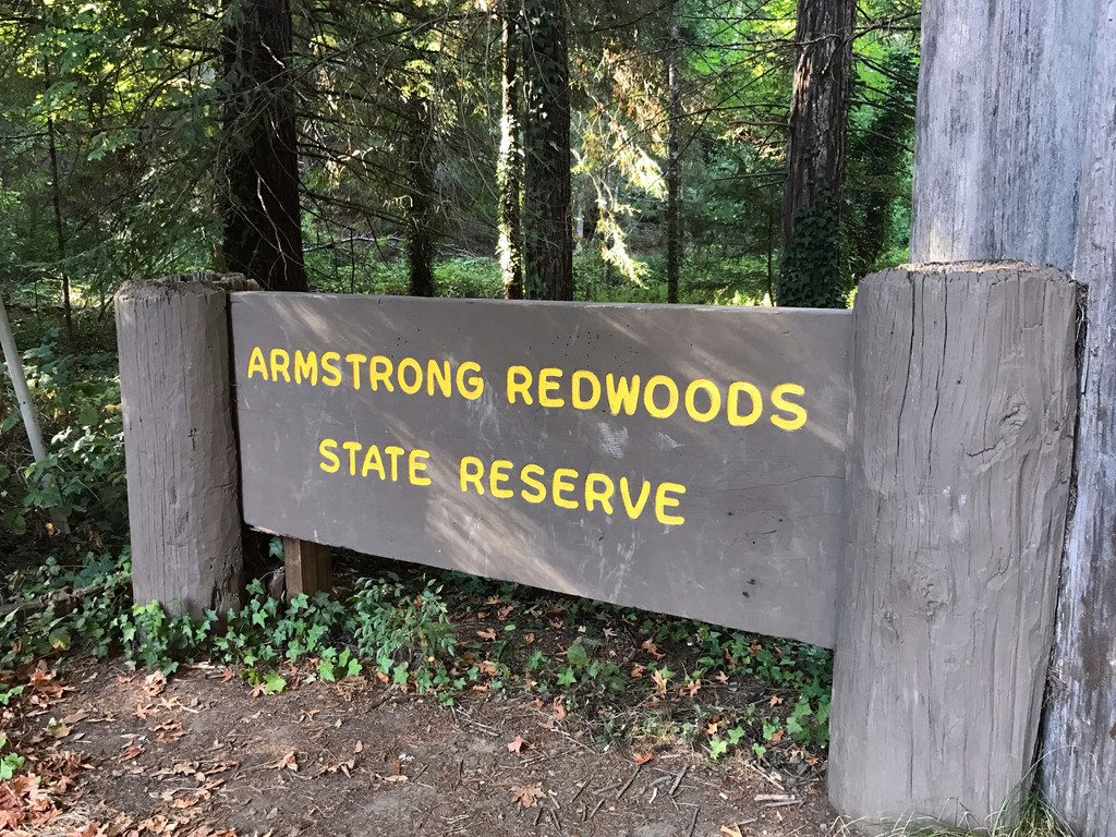 San Francisco and Wine Country Trip -- Armstrong Redwoods State Reserve | wearenotmartha.com