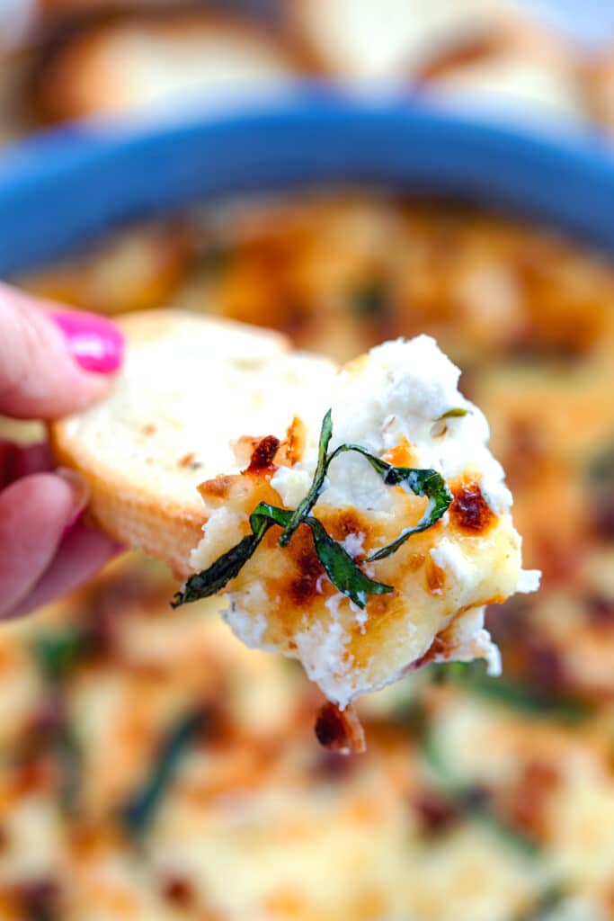 Close-up of a hand holding a crostini topped with bacon white pizza dip with basil over a pie dish of dip