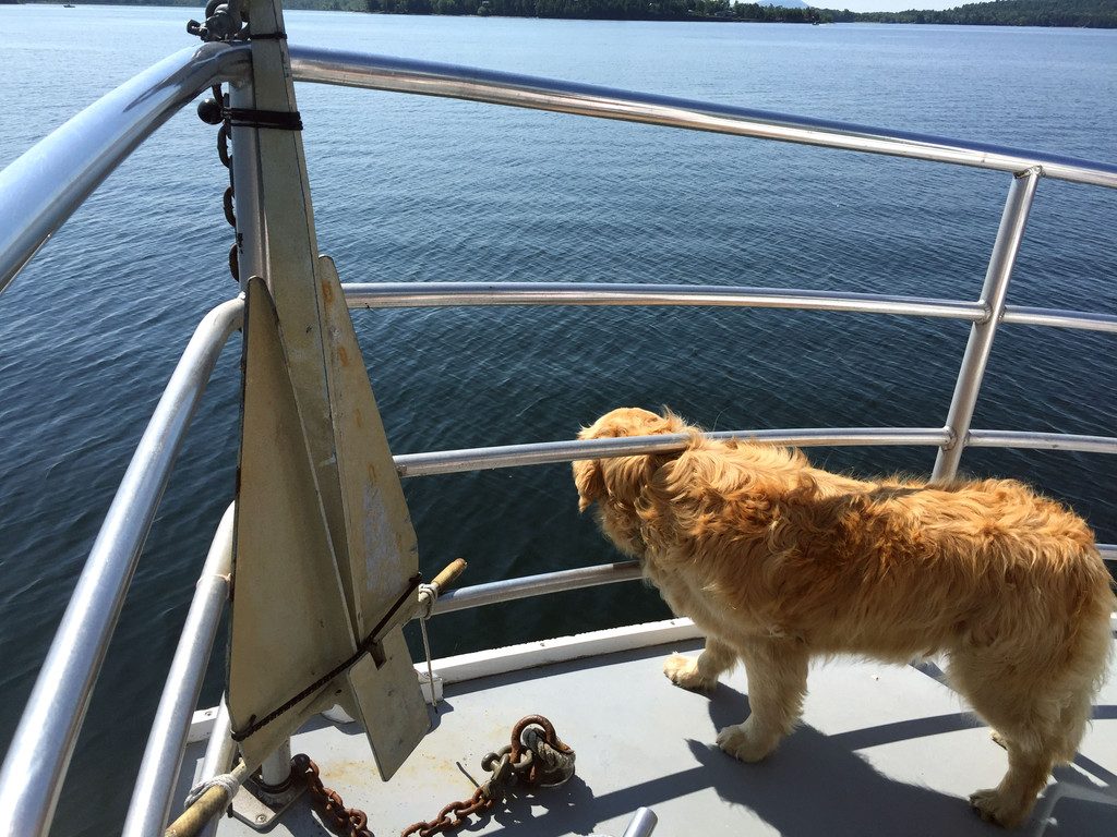 Basin-Harbor-Club-Boating-with-Dogs-2