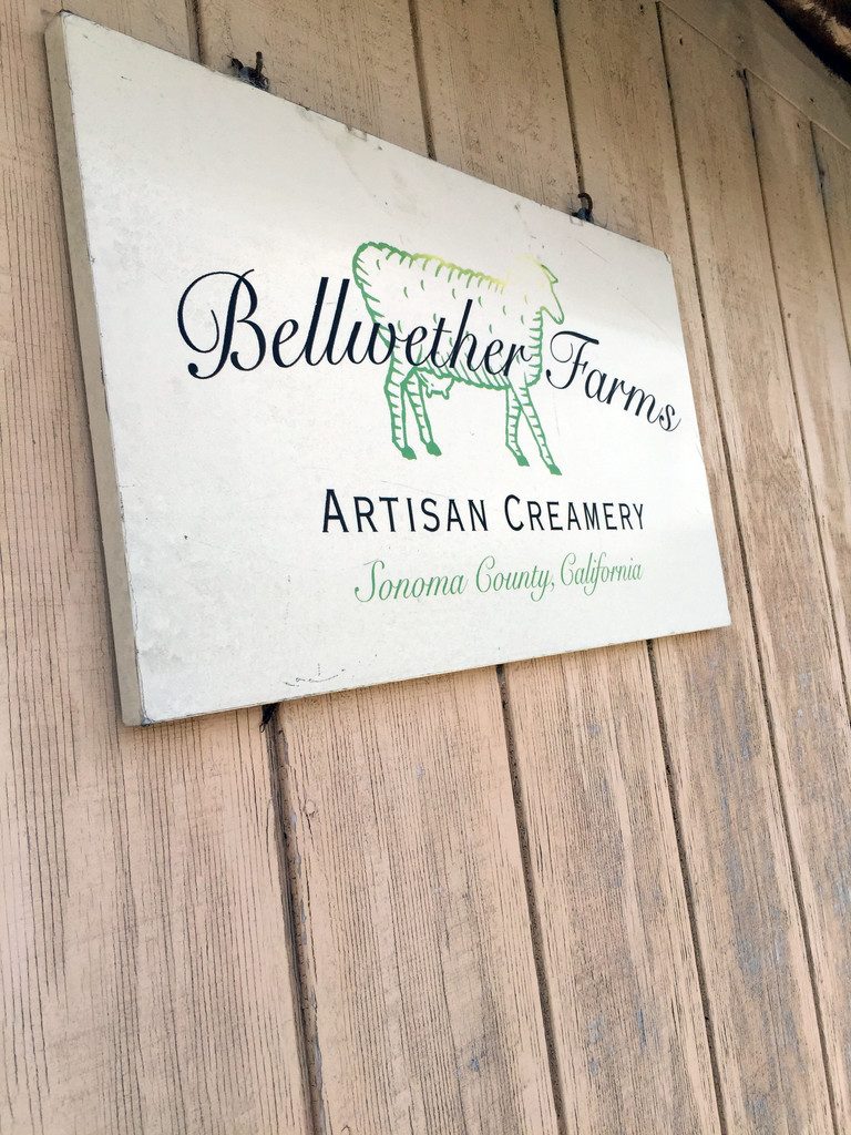 Cheesemaking at Bellwether Farms in Sonoma | wearenotmartha.com