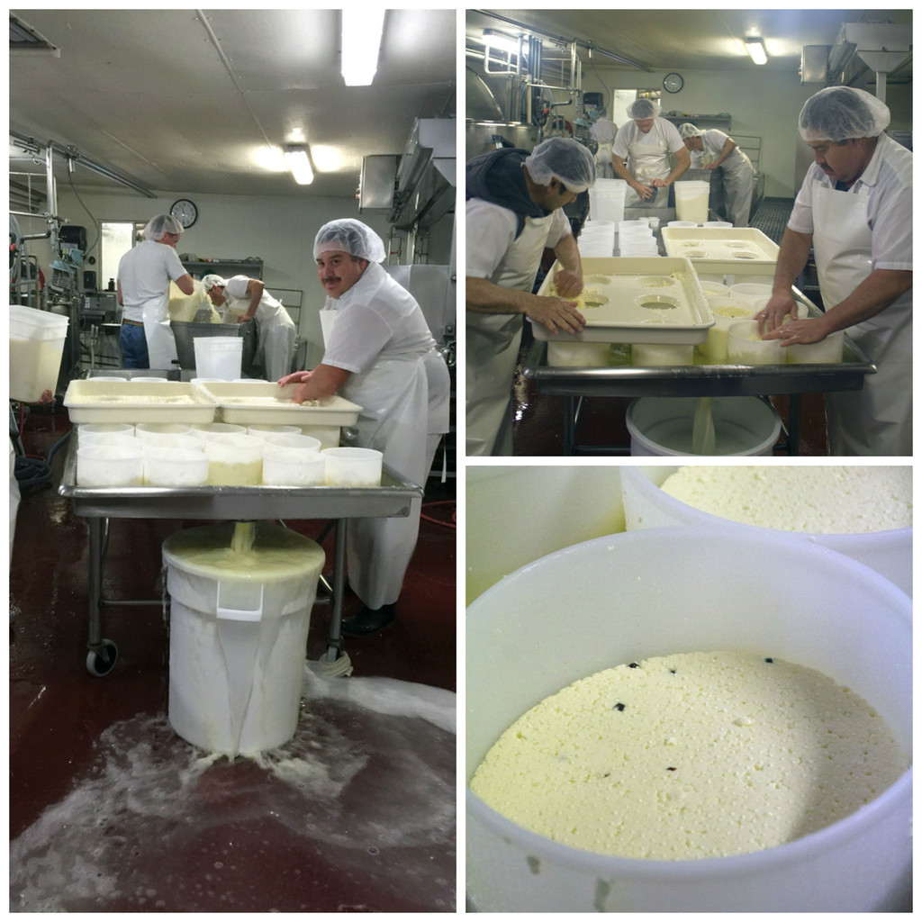Cheesemaking at Bellwether Farms in Sonoma | wearenotmartha.com