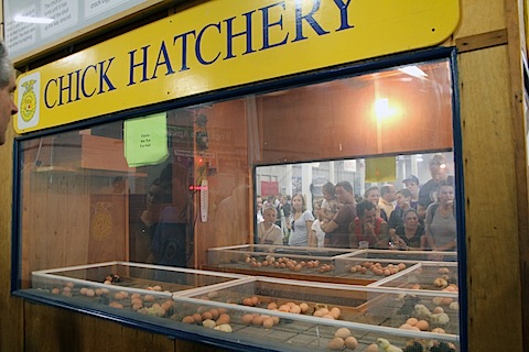 Big-E-Chick-Hatchery.jpg