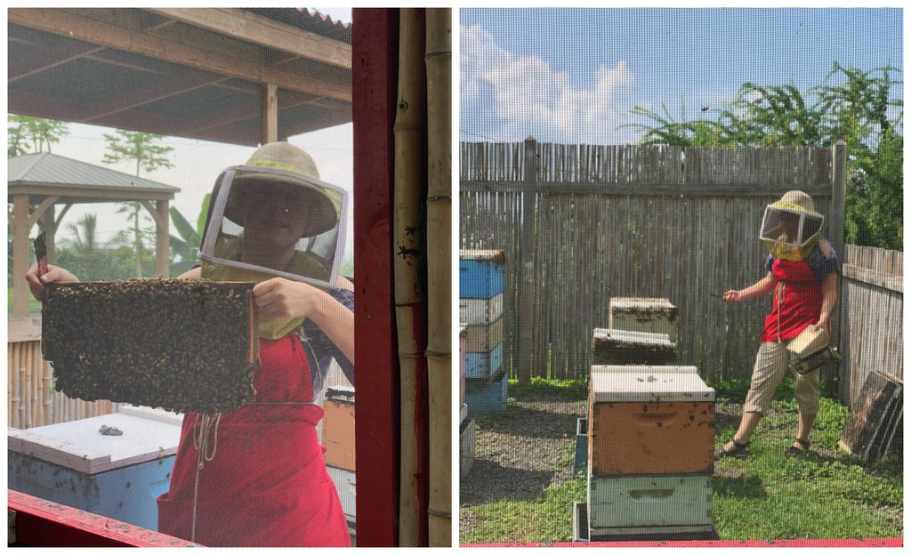 Beekeeper and tour guide at Big Island Bees in Kona on the Big Island of Hawaii showing tour group hives with bees