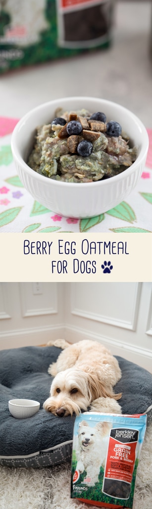 Berry Egg Oatmeal for Dogs -- a fiber and protein-packed breakfast made with love and topped with treats for an extra special meal for your furry friend! | wearenotmartha.com