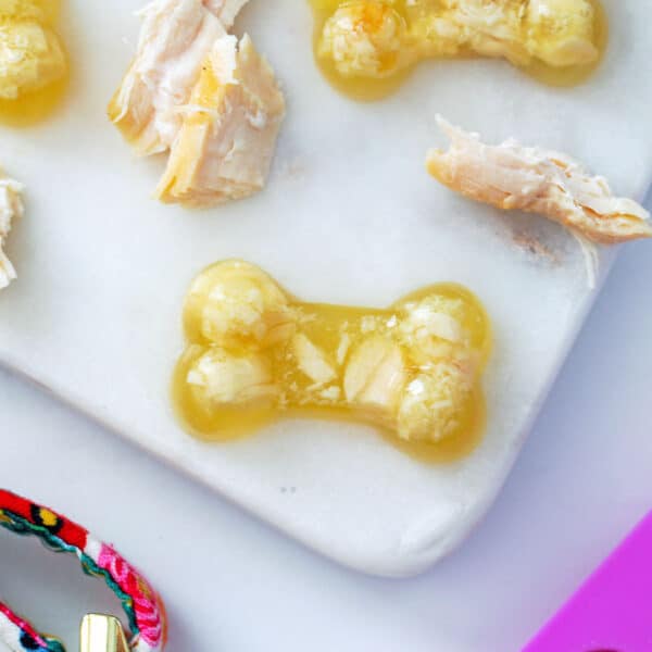 Overhead view of multiple bone-shaped chicken jello for dogs with shredded chicken breast, dog collar, and bone molds
