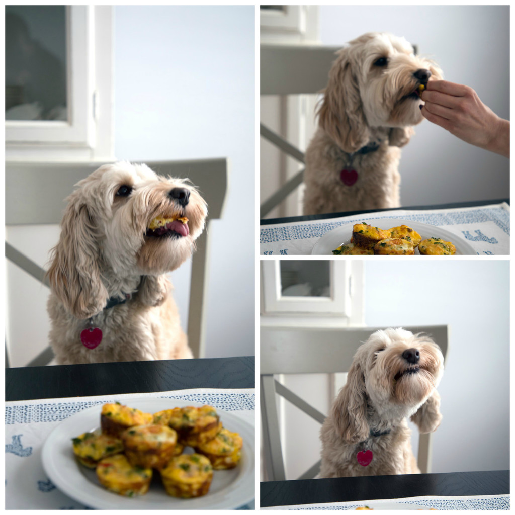 Chicken Sausage Kale Quiche for Dogs -- This dog-friendly recipe features mini crustless quiche | wearenotmartha.com