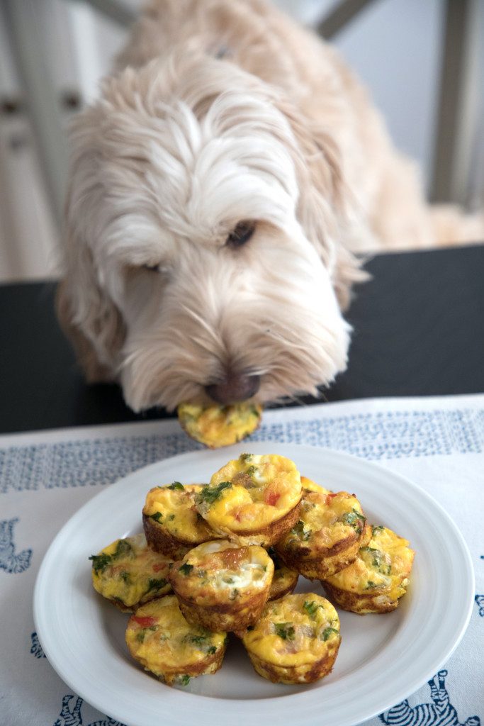 Chicken Sausage Kale Quiche for Dogs -- This dog-friendly recipe features mini crustless quiche | wearenotmartha.com