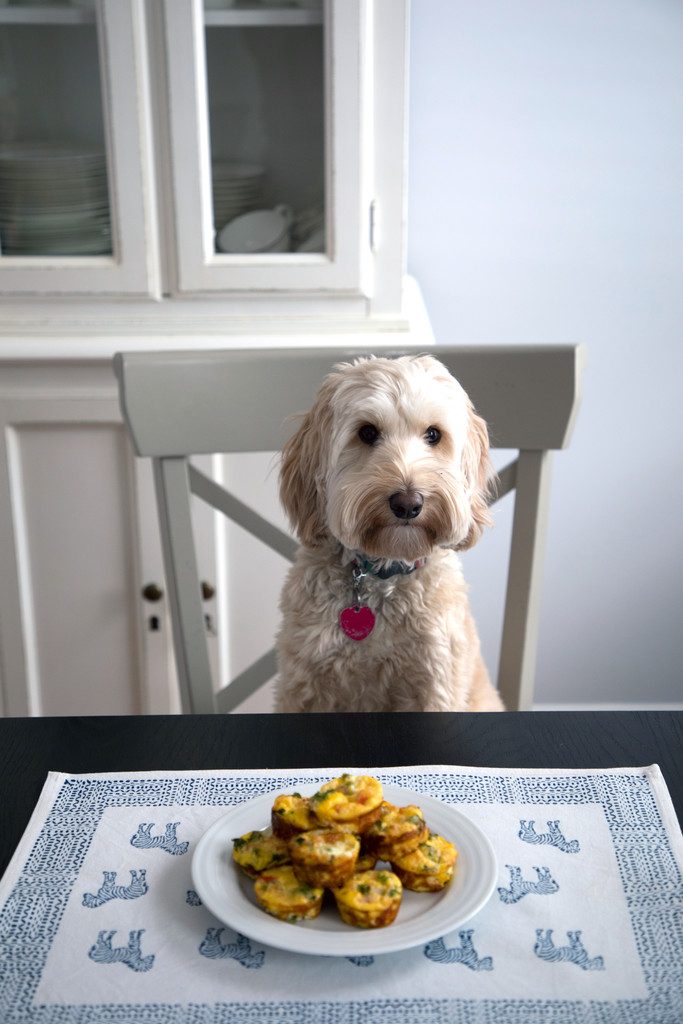 Chicken Sausage Kale Quiche for Dogs -- This dog-friendly recipe features mini crustless quiche | wearenotmartha.com