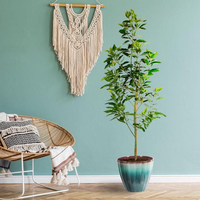 Cold hardy avocado tree in living room