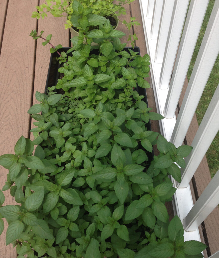 Overhead view of my flourishing herb garden on my deck, including mint, chocolate mint, basil, and oregano