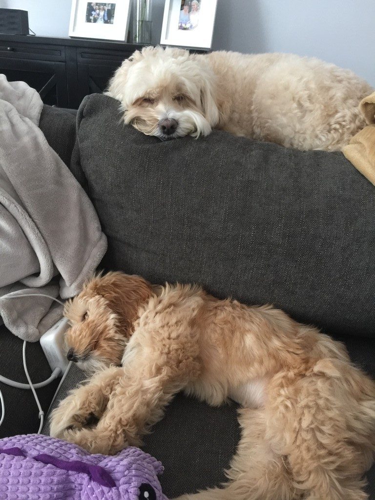 Dogs-on-the-Couch