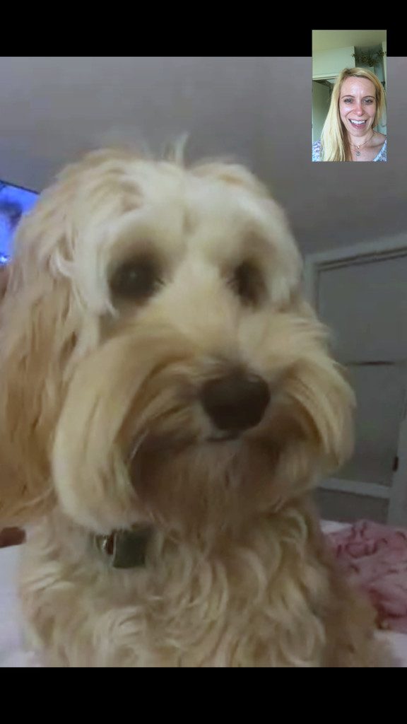Facetiming with Winnie Labradoodle | wearenotmartha.com