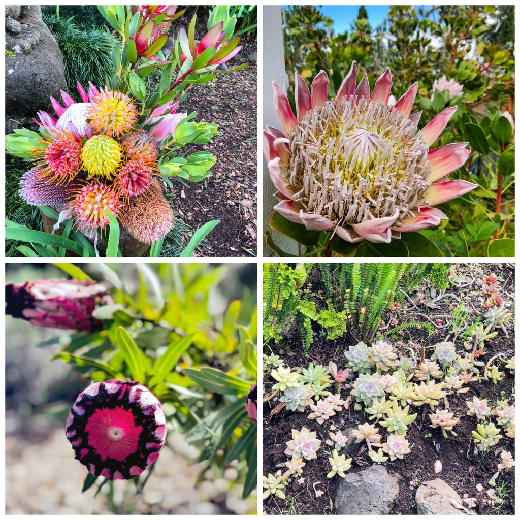 Flowers growing at Ali'i Kula Lavender Farm