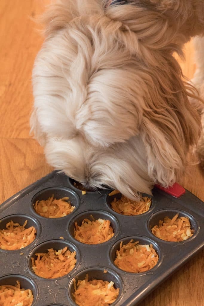 Winnie Checking out the Ham and Cheese Sweet Potato Egg Cups for Dogs | wearenotmartha.com
