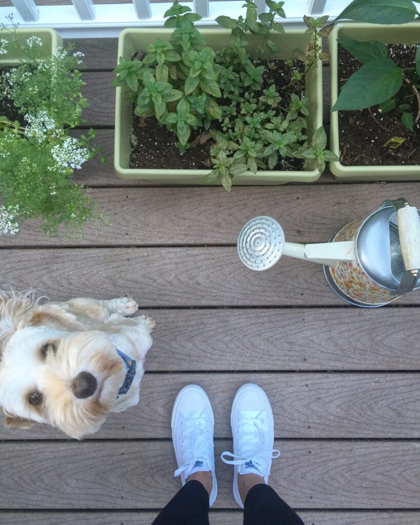 Overhead view of deck herb garden with watering can, labradoodle, and white sneakers