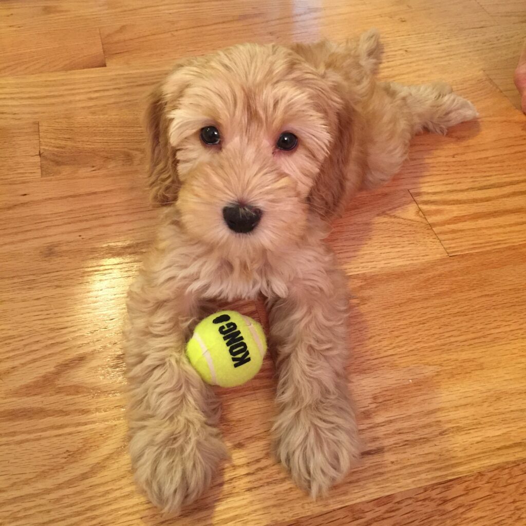 Winnie the Australian Labradoodle Puppy | wearenotmartha.com