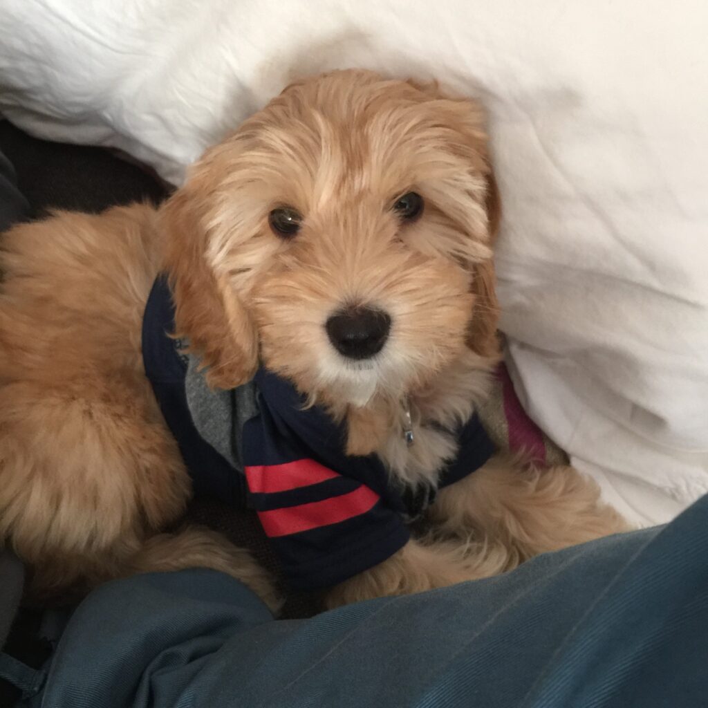 Winnie the Australian Labradoodle Puppy | wearenotmartha.com