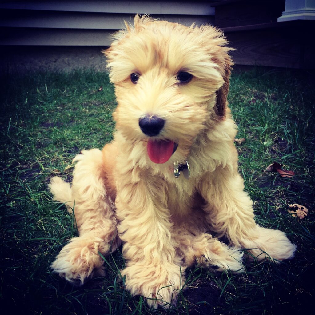 Winnie the Australian Labradoodle Puppy | wearenotmartha.com