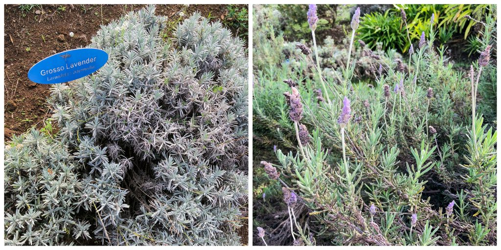 Lavender growing at Ali'i Kula Lavender Farm