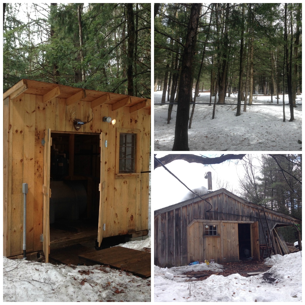 A collage showing the sugar shack in New Hampshire with maple trees and sap being collected