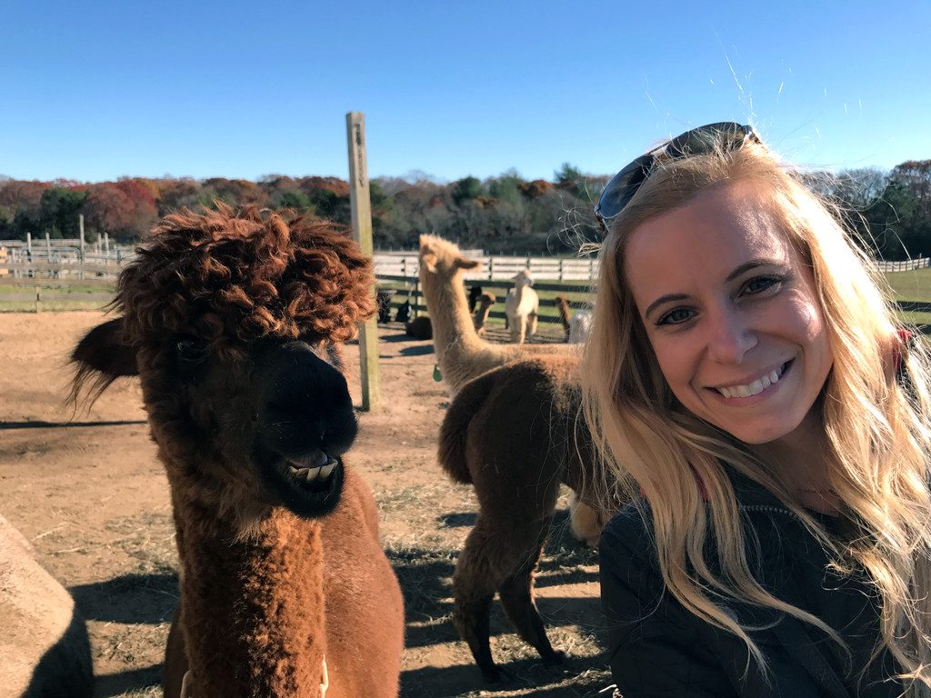 Marthas-Vineyard-Alpacas