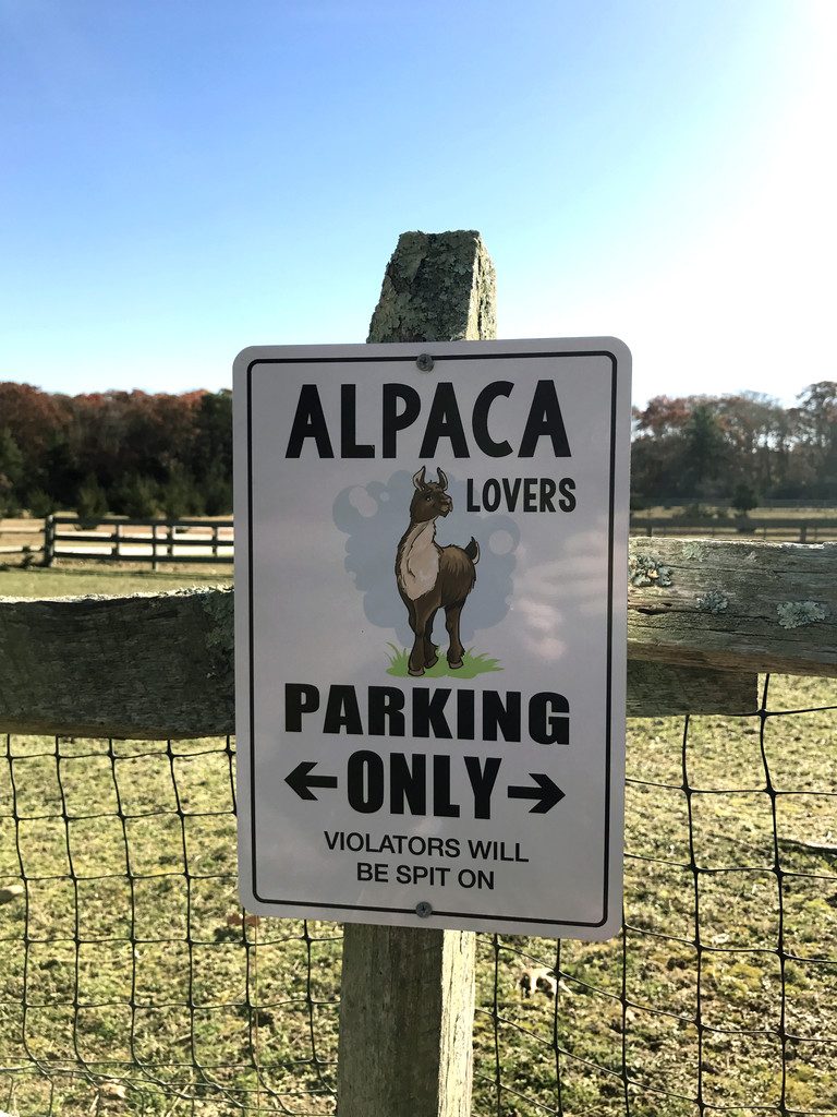 Marthas-Vineyard-Alpacas-6