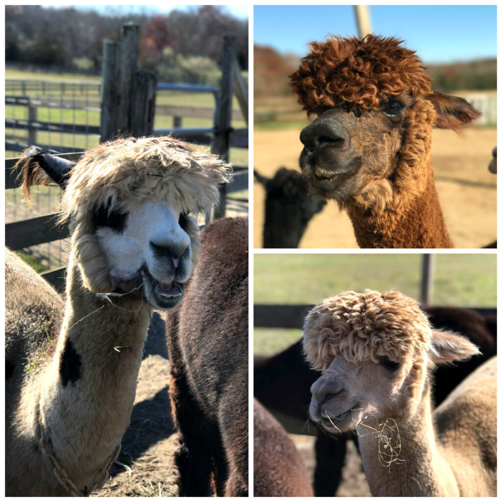 Marthas-Vineyard-Island-Alpaca-Company