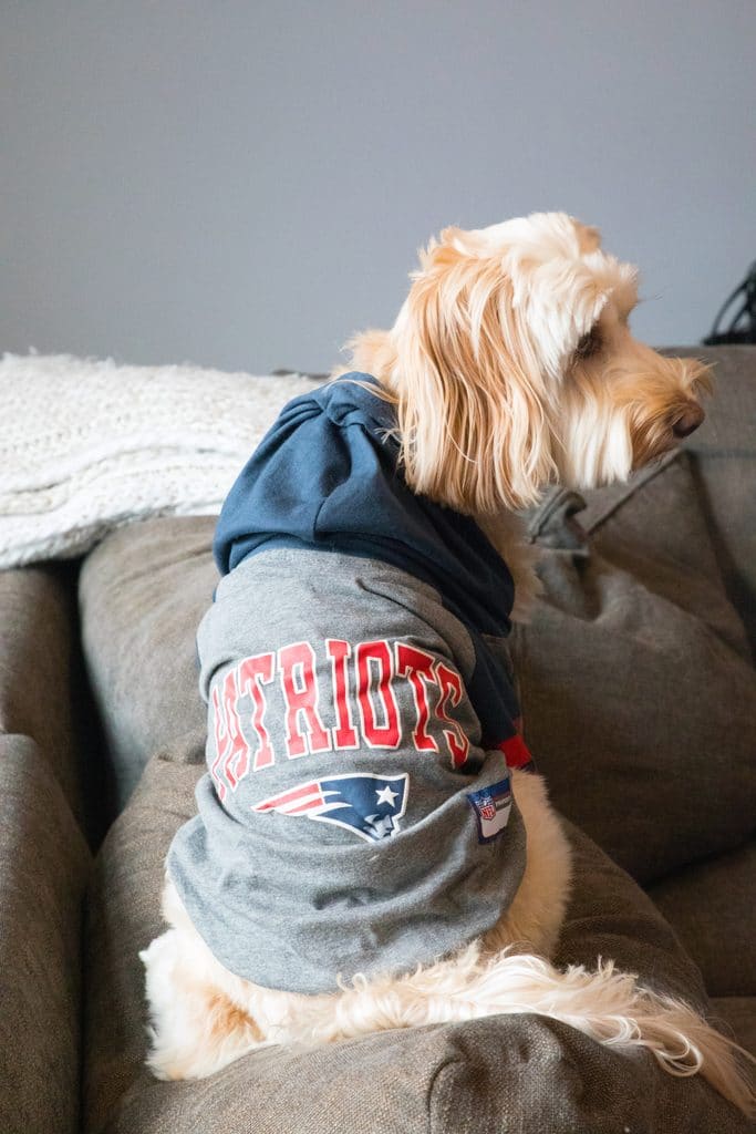 Winnie the Labradoodle in her NFL Patriots jersey