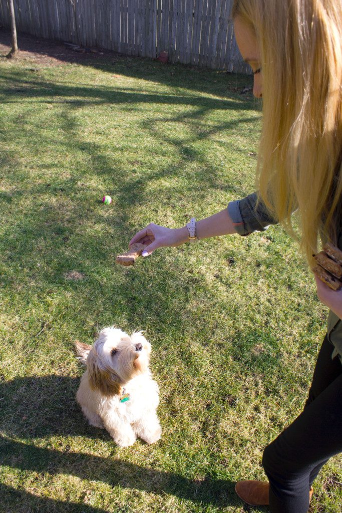 Winnie the mini labradoodle outside looking up at Sues holding a peanut butter cheddar dog bone