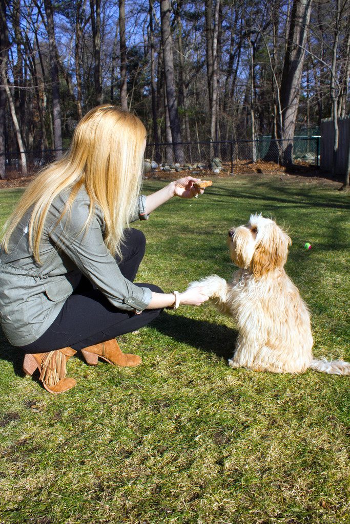 Winnie the mini labradoodle giving Sues a paw shake for a peanut butter dog treat while outside