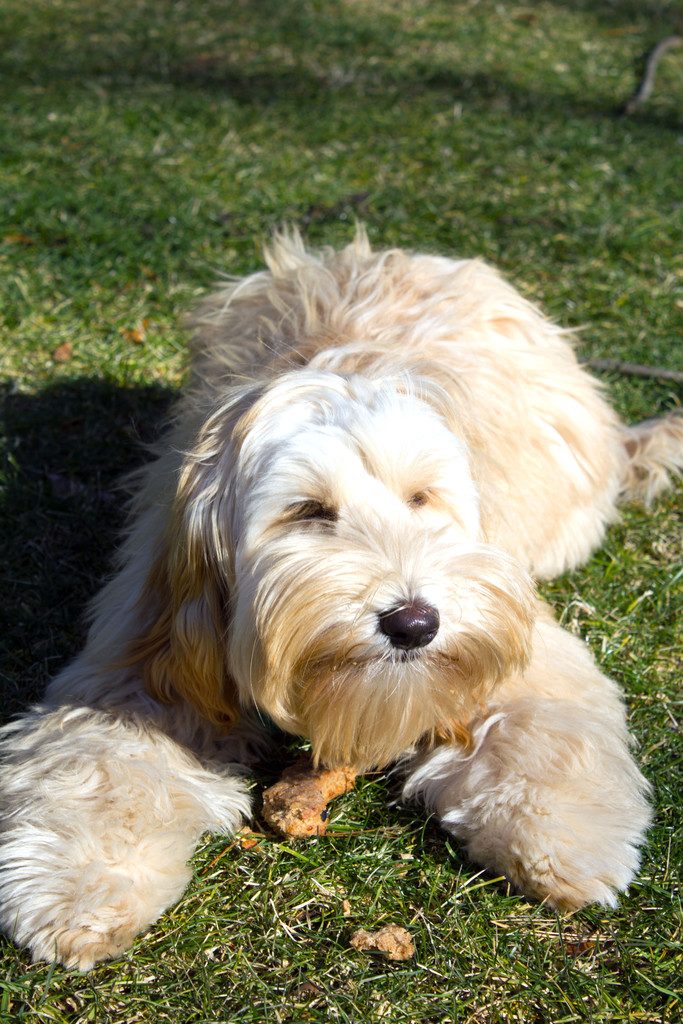 Winnie the mini labradoodle laying on the grass happily eating a peanut butter cheddar dog bone