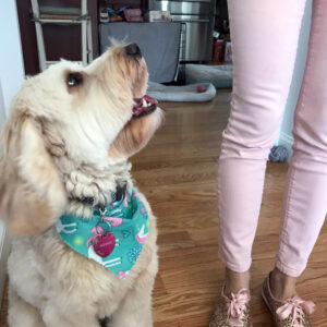 Kate Spade Glitter Keds and Winnie Labradoodle | wearenotmartha.com