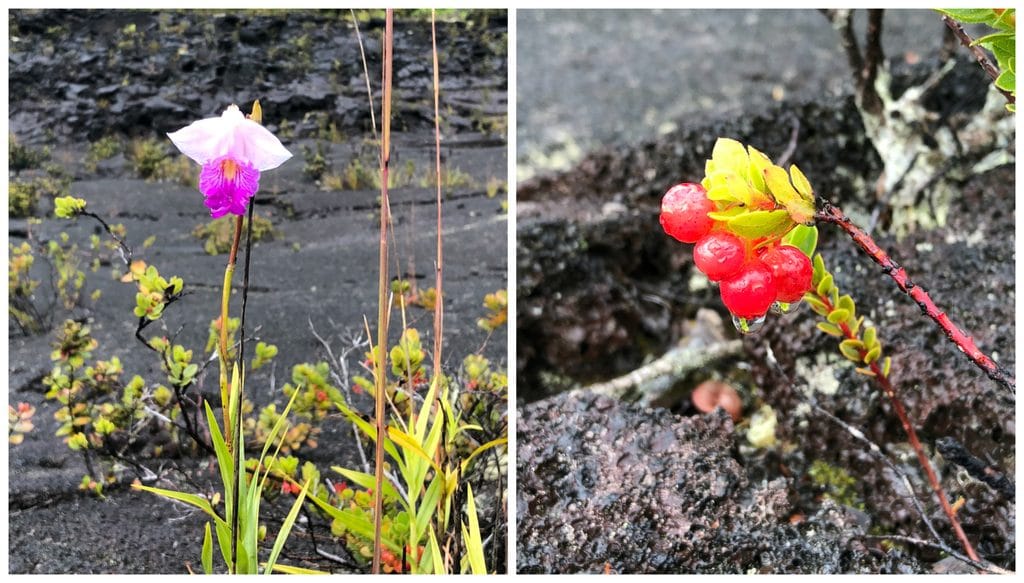 Flowers and berries growing on the crater on the Kīlauea Iki Trail at Volcano National Park on the Big Island of Hawaii