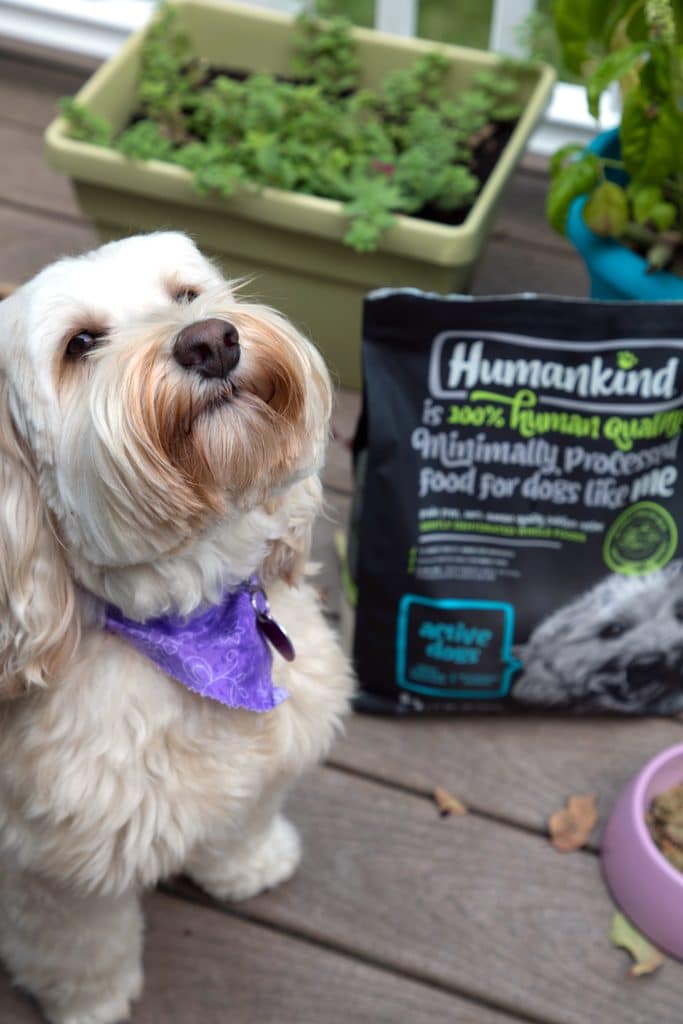 havanese picky eater