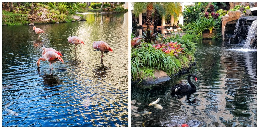 Flamingos and black swan at Chris and Sues in the lobby of the Westin Maui Kaanapali Beach