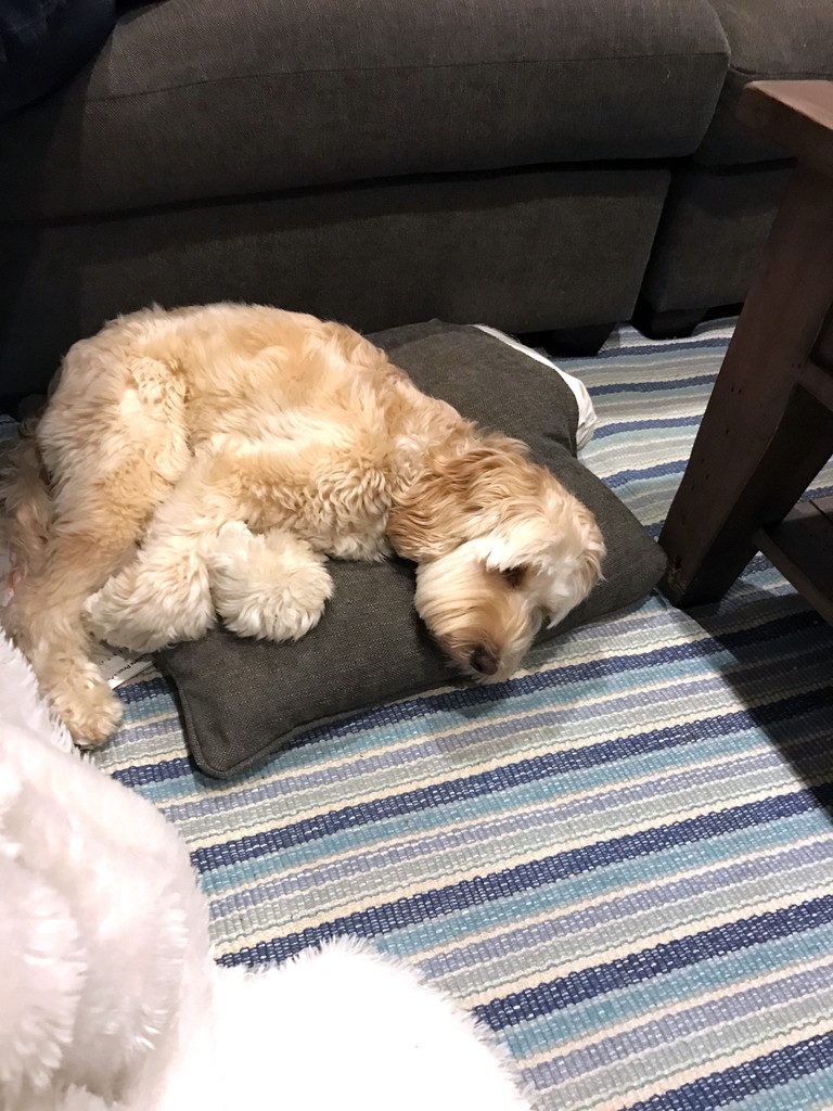 Winnie the Labradoodle sleeping | wearenotmartha.com