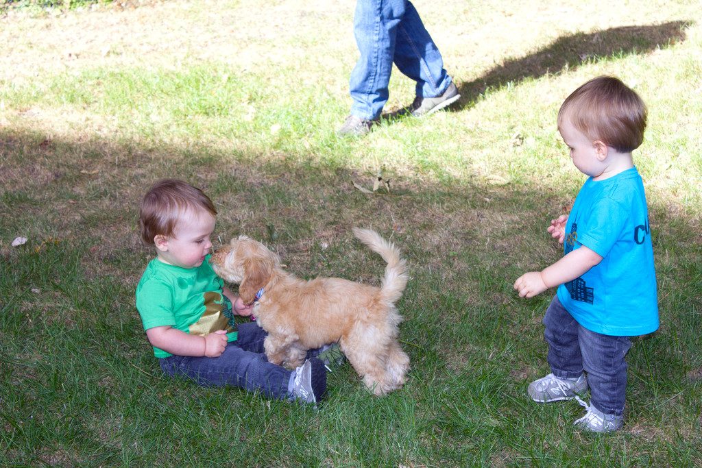 Winnie the Australian Labradoodle Puppy | wearenotmartha.com