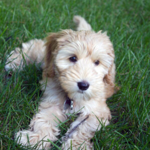 Winnie the Australian Labradoodle Puppy | wearenotmartha.com