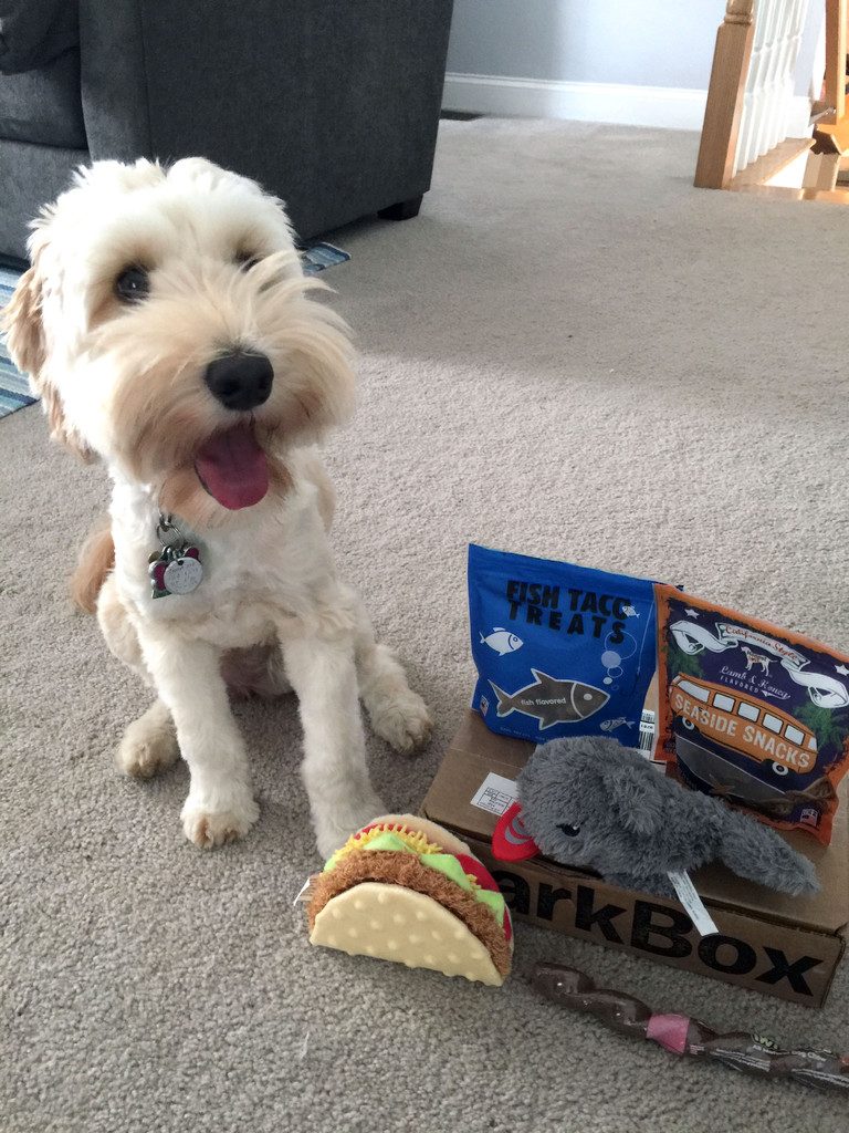 Winnie the Labradoodle and her BarkBox | wearenotmartha.com