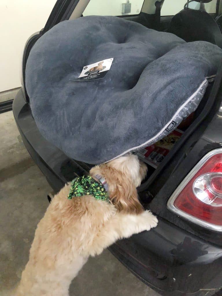 Winnie the Labradoodle looking at her new dog bed in the trunk of my Mini