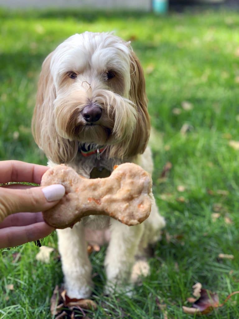 Winnie the labradoodle waiting patiently to get a homemade chicken dog treat