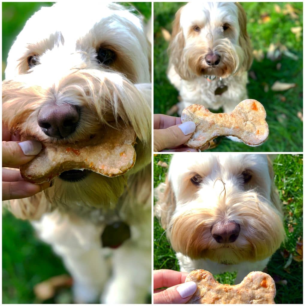 Collage of Winnie the labradoodle waiting for her treats and eating her treat