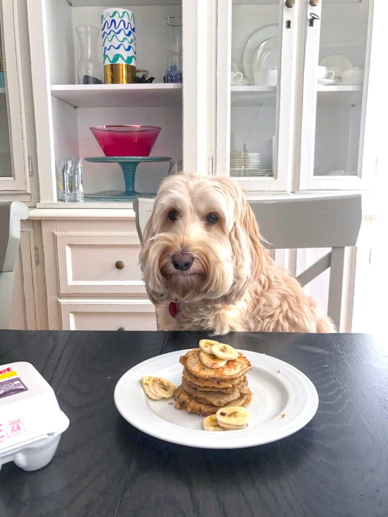 Winnie the dog sitting in front of a stack of pancakes at the dining room table.