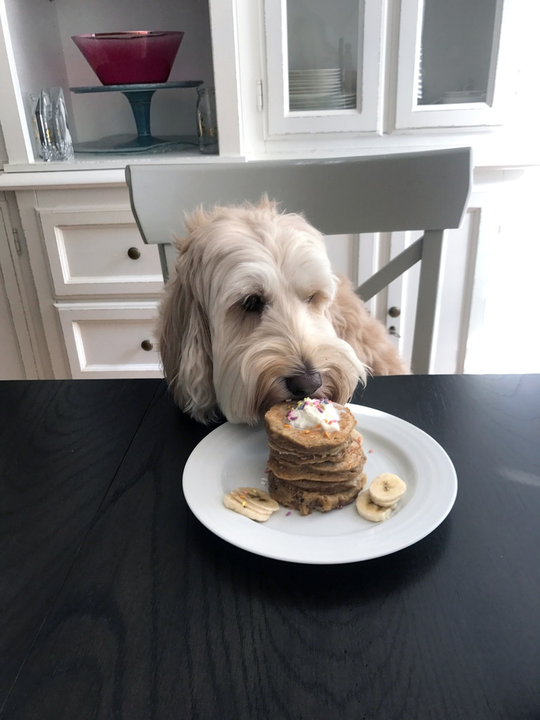 can dogs have pancakes