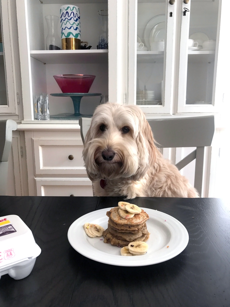 can dogs have pancakes