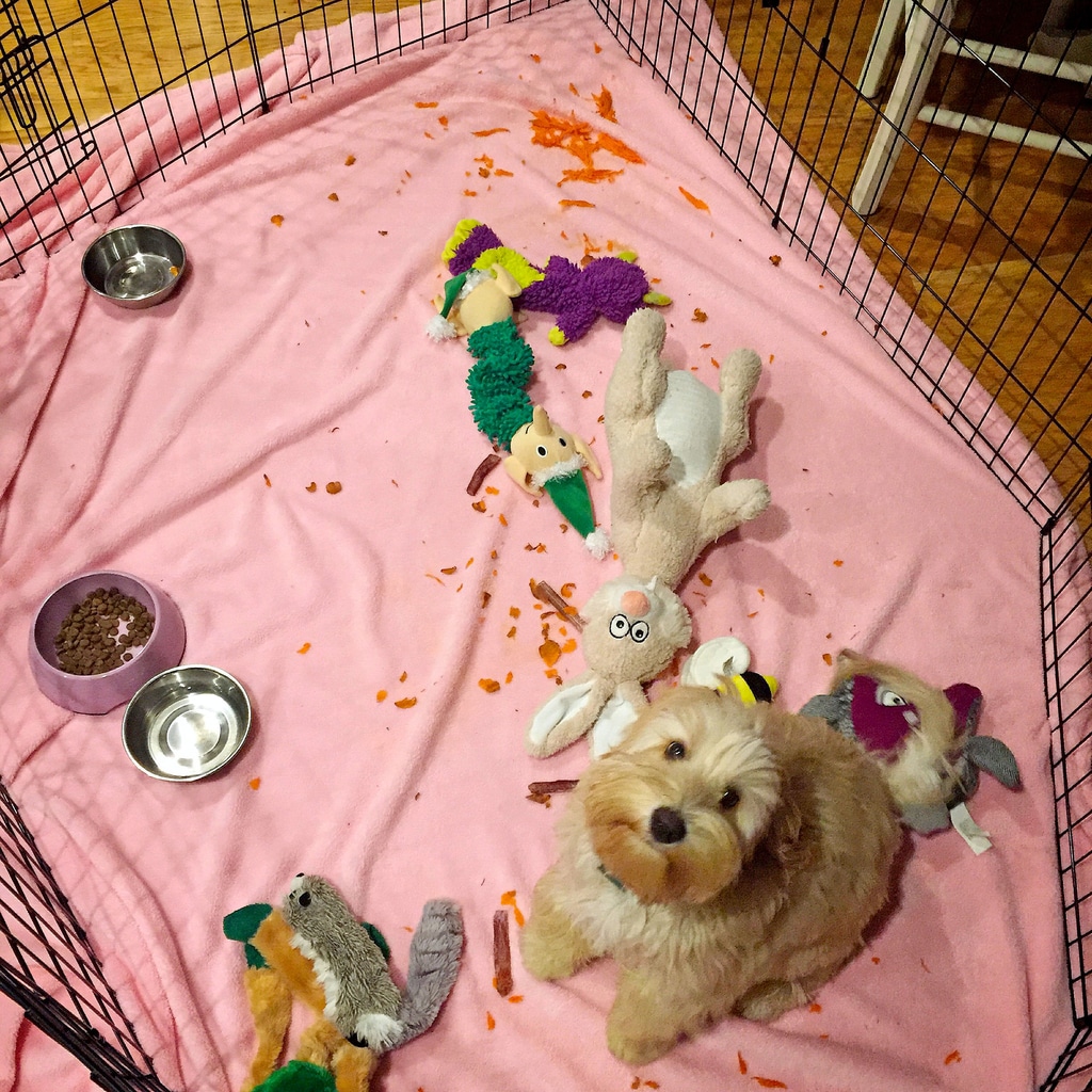 Winnie as a labradoodle puppy sitting in her pen with toys and a carrot that she shredded everywhere