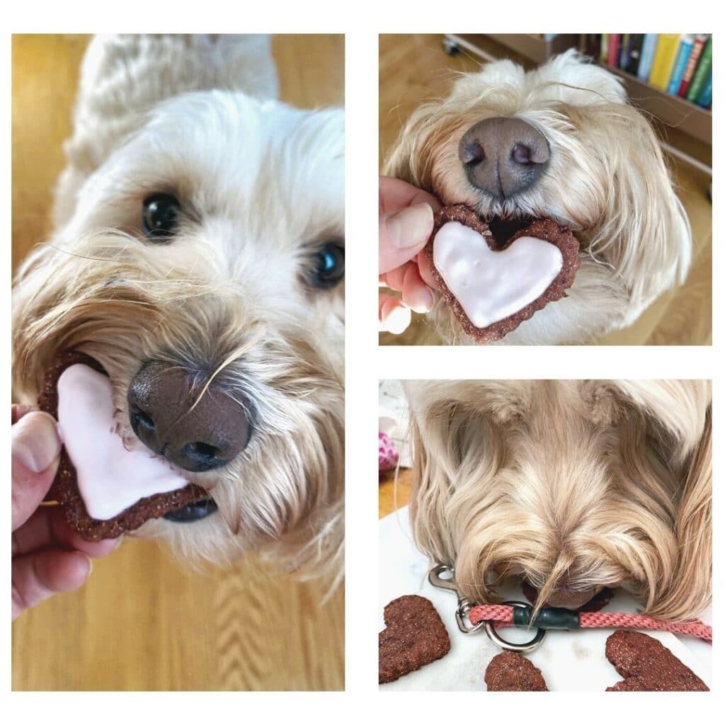Collage featuring dog eating bet cookies