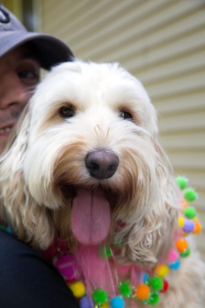 Winnie the Labradoodle with her tongue out looking happy