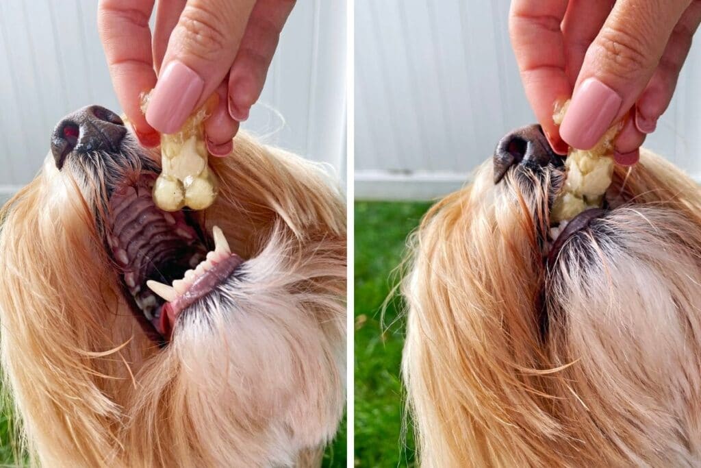 Collage showing Winnie the Labradoodle eating a chicken jello treat